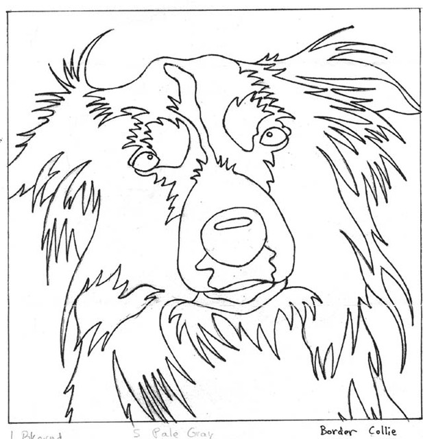 border collie