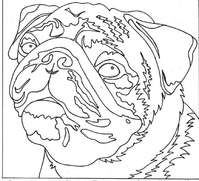 pug